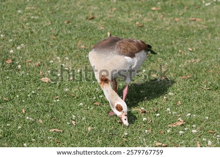 Similar – Image, Stock Photo Egyptian geese in the evening on a harvested grain field at the edge of the forest.