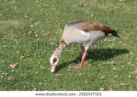 Similar – Image, Stock Photo Egyptian geese in the evening on a harvested grain field at the edge of the forest.