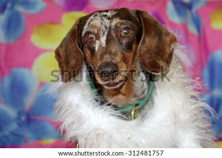 A Beautiful Dachshund Puppy aka Wiener Dog shows off her unique style and fashion statement as he wears and models a White Feather Boa. Wiener Dogs and Dachshunds are loved by millions.
