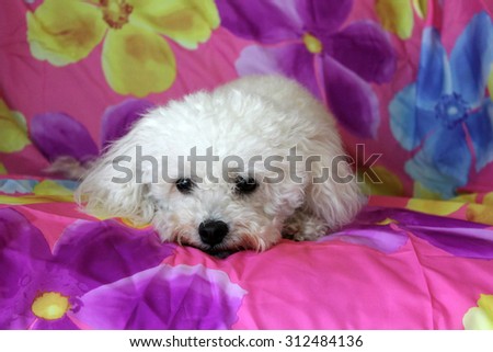 A beautiful purebred female white Maltese Puppy smiles as she lays upon a colorful flower pattern silk background as she has her portrait taken. White Dogs are loved by people around the world.