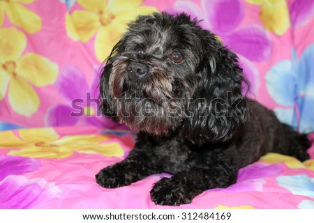 A beautiful purebred female black Maltese Puppy smiles as she lays upon a colorful flower pattern silk background as she has her portrait taken. White Dogs are loved by people around the world.