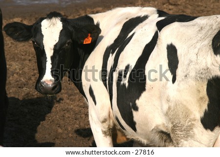 a black and white cow watches as I take its photograph