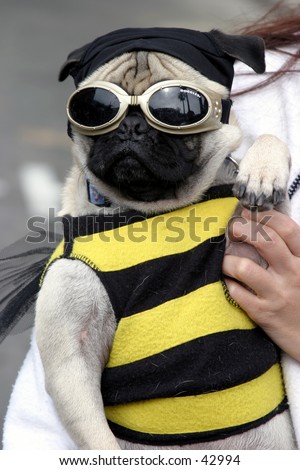a small dog (a pug), wears a bee costume with goggles during a parade