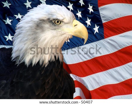 american bald eagle in-front of the american flag