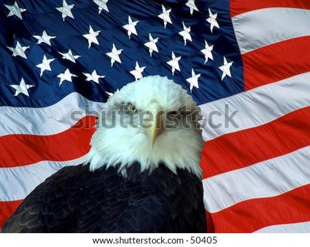 american bald eagle in-front of the american flag