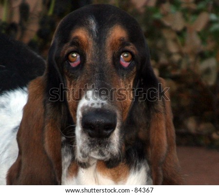 this bassit hound has \