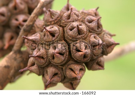 Eucalyptus Seed Pods Stock Photo 166092 : Shutterstock