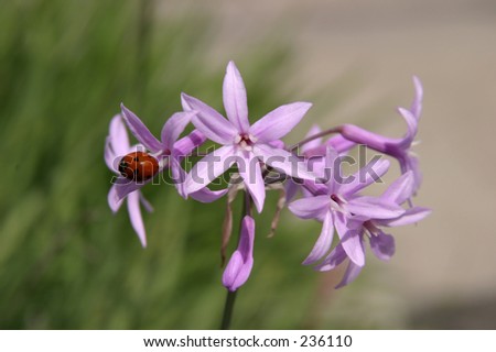 lady bug on purple flower