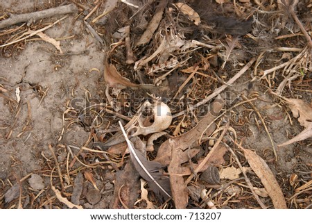 Crow Skull on ground with leafs and branches