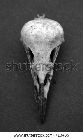 Crow Skull In Black And White Stock Photo 713435 : Shutterstock