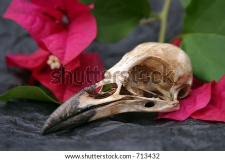 crow skull on black tissue paper with pink bougainvillea flowers and green leafs