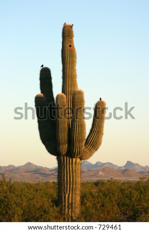 saguaro Cactus in the sunrise