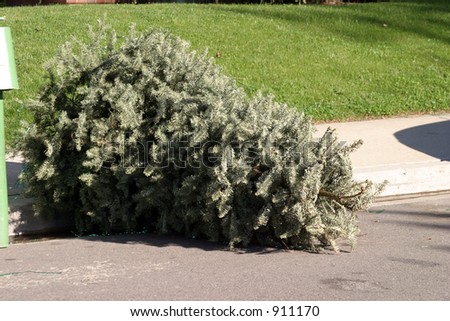 tossed out xmas tree in late January ready for the trash man