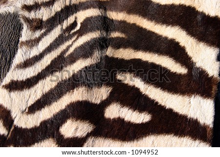 real zebra fur for backgrounds