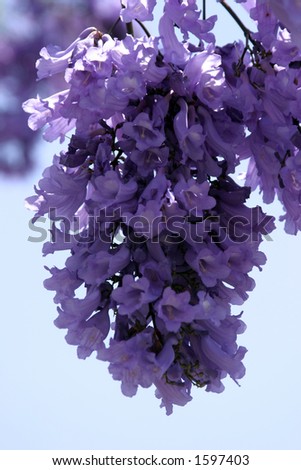 Purple Jacaranda flowers against a blue sky background