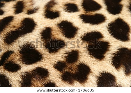 Close Up Of Real Leopard Fur For Backgrounds Stock Photo 1786605 ...