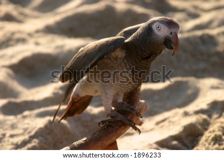a gray parrot likes the beach