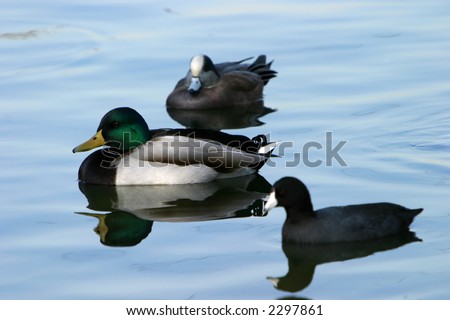 various ducks in a duck pond
