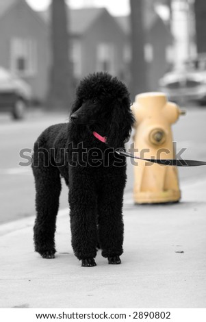 a beautiful standard Poodle in black and white with pink collar and yellow fire hydrant