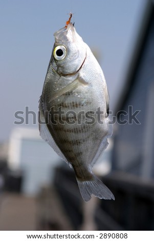 a fresh caught perch \