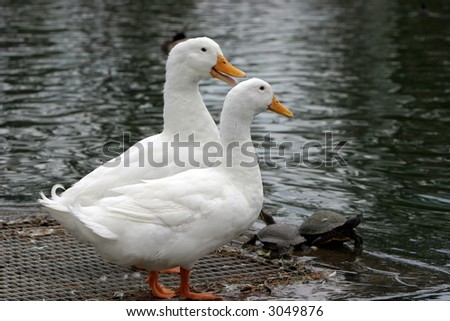 Two white ducks aka \