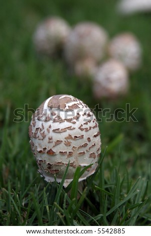poisons mushrooms growing wild in grass