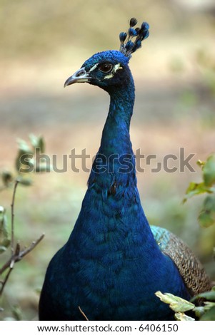 a beautiful male peacock in fall after sheding his major tail feathers hides in tall brush