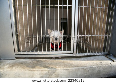 A sad little white dog stuck in an Animal Shelter waiting for someone to adopt him