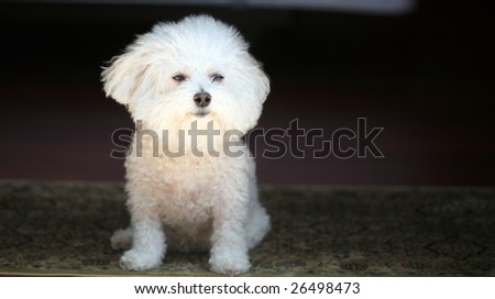 fifi a bichon frise looks outside to see whats going on and if there are any cats to chase