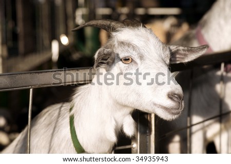 a pygmy goat at a petting zoo