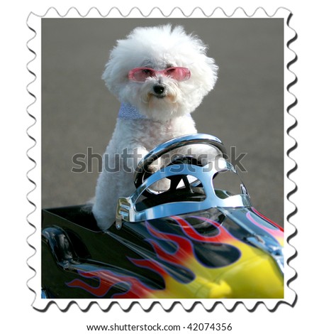 Bichon Frise stamp in a generic childs pedal car