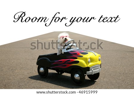 a bichon frise dog drives her hot rod pedal car around town on the road with a vanishing point on white, with room for your text or images