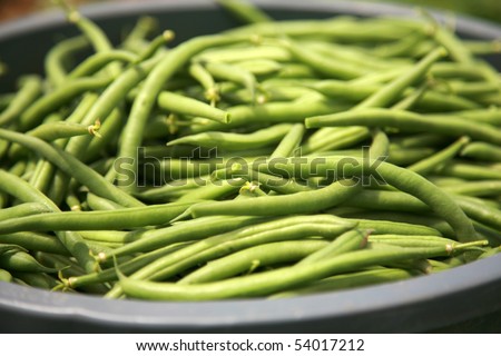 string beans fresh harvested