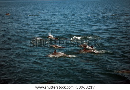 A Large POD of California common dolphin \