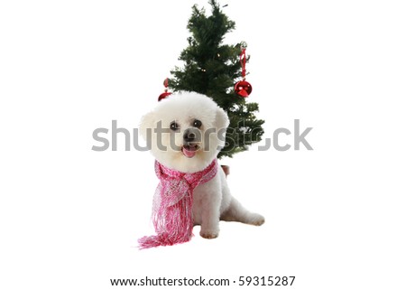a beautiful pure bred Bichon Frise celebrates Christmas and Winter Holidays while Isolated on white with room for your text or images