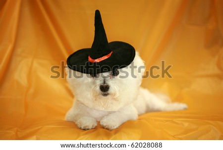 Fifi the pure bred Bichon Frise dog wears her witch hat for halloween while on a orange background