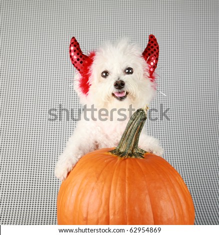 Fifi the Purebred Bichon Frise smiles as she modesl in her DEVIL DOG costume with her pumpkin against a black and white background