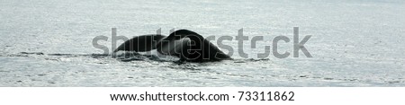 Whale Tail,  a north pacific humpback whale \