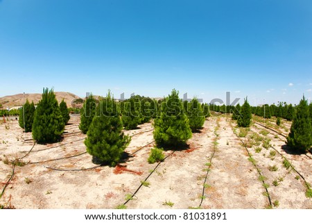 a christmas tree farm in southern california. growing beautiful green pine trees for your holiday christmas tree needs.  shot with a 14mm fisheye lens - tree farm, xmas tree, christmas, holiday
