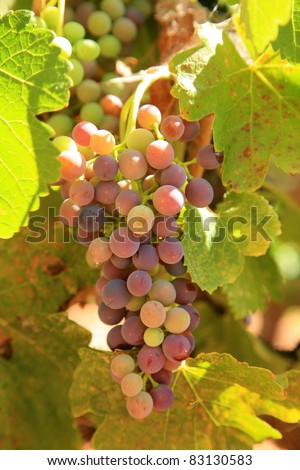 grapes growing on the vine in a wine vineyard outside in central california one fine summer afternoon.