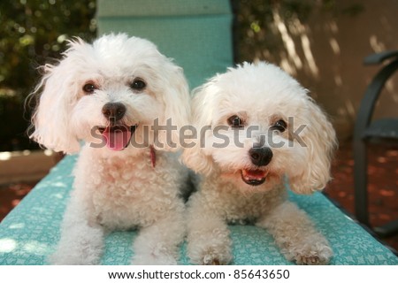 beautiful pure breed bichon frise dogs smile as they pose for their portrait while out side on a lounge chair.