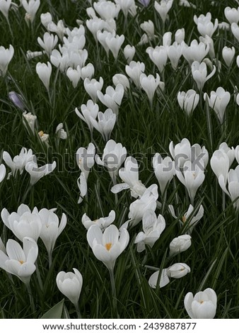 Similar – Image, Stock Photo Early bloomer crocus macro shot violet