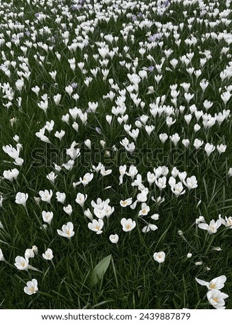 Similar – Image, Stock Photo Early bloomer crocus macro shot violet