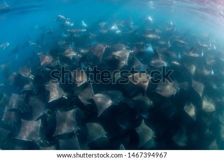 Large school of Munk's devil, or mobula, rays, Sea of Cortes, Baja California, Mexico. Stock fotó © 