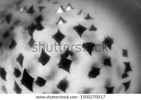 School of Munk's devil rays, mobula munkiana, swimming in shallow water along the coast of Baja California, Mexico. Stock fotó © 