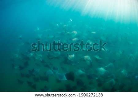 A large aggregation of Munk's devil rays, mobula munkiana, swimming in deep water, Sea of Cortes, Baja California, Mexico.  Stock fotó © 