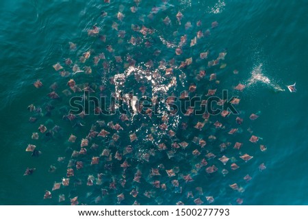 Large aggregation of Munk's devil rays, mobula munkiana, feeding at the surface, Sea of Cortes, Baja California, Mexico. Stock fotó © 