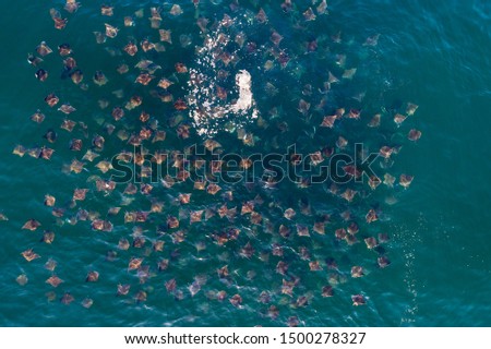 Large aggregation of Munk's devil rays, mobula munkiana, and some golden cow nosed rays feeding at the surface, Sea of Cortes, Baja California, Mexico. Stock fotó © 