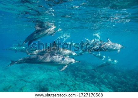 Hawaiian spinner dolphins in shallow water, Big Island, Hawaii. ストックフォト © 