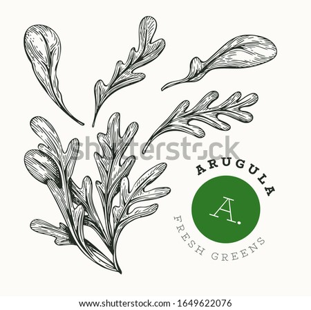 Hand drawn sketch arugula. Organic fresh food vector illustration isolated on white background. Retro vegetable rucola salad illustration. Engraved style botanical picture. Zdjęcia stock © 